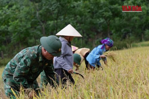 Những bông lúa trĩu hạt đến ngày thu hoạch