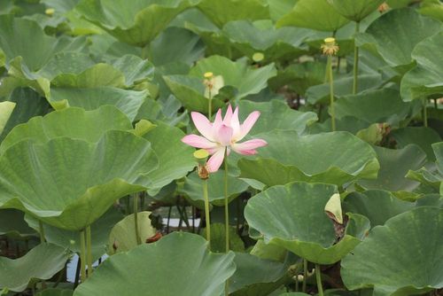 Sen đầu mùa nở rực rỡ trong nắng hạ. Ảnh: Thùy Dung - TTXVN