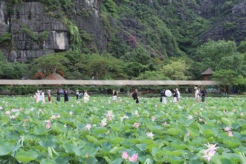Sức hấp dẫn của đầm sen Hang Múa níu giữ chân đông đảo du khách trong nước và quốc tế. Ảnh: Thùy Dung - TTXVN