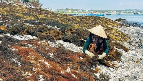 Trở rong để bảo đảm được khô đều.