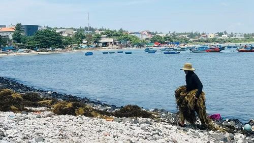 Vớt rong vào bờ để phơi cho kịp nắng.