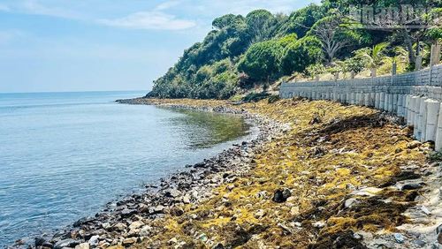Bãi đá được phủ vàng bởi rong mơ.