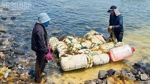 Bè tự chế của người dân để vớt rong mơ.
