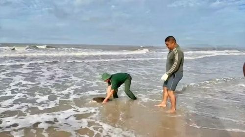 Bộ đội Biên phòng phối hợp lực lượng chức năng thả rùa biển về đại dương. (Ảnh: QUANG TIẾN)