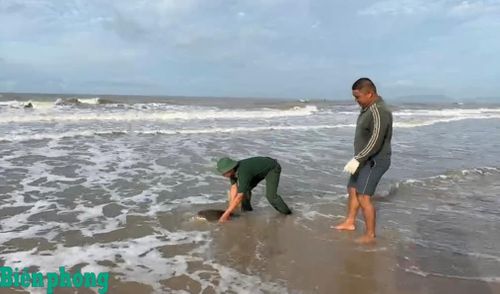 Cán bộ Đồn Biên phòng Phước Thuận phối hợp với ngư dân và người dân địa phương thả cá thể rùa biển trở về với môi trường tự nhiên an toàn. Ảnh: Quang Tiến