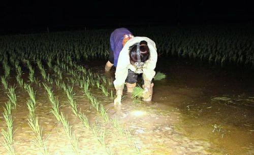 Cách làm này không chỉ giúp giảm nguy cơ say nắng, kiệt sức mà còn nâng cao hiệu quả lao động. Trong điều kiện thời tiết cực đoan ngày càng xuất hiện nhiều hơn, việc thích ứng linh hoạt với thiên nhiên đang trở thành lựa chọn tất yếu của người nông dân.