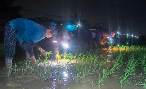 Bà Phan Thị Thơm (50 tuổi) cho biết, vụ hè thu năm nay gia đình bà cấy hơn 3 sào lúa. Thời tiết nắng nóng kéo dài khiến việc sản xuất gặp nhiều khó khăn, trong khi chi phí thuê nhân công cũng tăng cao. “Khoảng từ 19h-23h là thời tiết dễ chịu nhất. Cấy lúa ban đêm có bất tiện nhưng sức khỏe được đảm bảo hơn. Bà con đều cố gắng hoàn thành việc xuống giống đúng lịch thời vụ để cây lúa sinh trưởng tốt”, bà Thơm nói.
