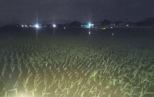 Trước thực tế đó, ngành nông nghiệp và các địa phương đang tập trung triển khai nhiều giải pháp chống hạn, ưu tiên nguồn nước cho các vùng sản xuất trọng điểm, tận dụng tối đa các trạm bơm dã chiến, đồng thời khuyến khích chuyển đổi cơ cấu cây trồng phù hợp tại những khu vực khó khăn về nguồn nước.