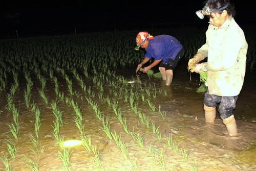  “Ban ngày nắng nóng quá, ra đồng một lúc là người mệt rã rời. Làm ban đêm tuy vất vả hơn một chút nhưng mát mẻ, đỡ mất sức. Tranh thủ làm đến khuya là cũng được khá nhiều diện tích lúa”, bà Nguyễn Thị Hạnh (53 tuổi) chia sẻ. 