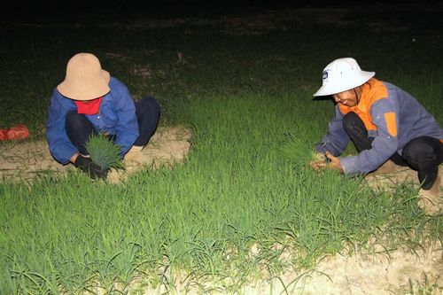 Vụ hè thu năm 2026, Nghệ An phấn đấu gieo trồng 56.000 ha lúa với sản lượng mục tiêu hơn 425.775 tấn lương thực. Tuy nhiên, sản xuất nông nghiệp đang phải đối mặt với nhiều thách thức khi nguồn nước tại các hồ đập, sông suối suy giảm, nguy cơ hạn hán và thiếu nước diễn biến phức tạp.