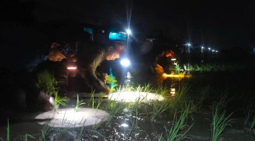 Không chỉ ở Xuân Lâm, những ngày này nhiều cánh đồng tại xã Tân Châu cũng sáng đèn mỗi đêm. Giữa không gian vốn yên ả của làng quê, tiếng gọi nhau í ới, ánh sáng từ những chiếc đèn pin đội đầu tạo nên một nhịp lao động khẩn trương trên đồng ruộng.