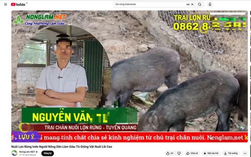 Video quảng cáo mô hình nuôi "lợn rừng Indonesia" trên nền tảng video YouTube. Ảnh chụp màn hình.