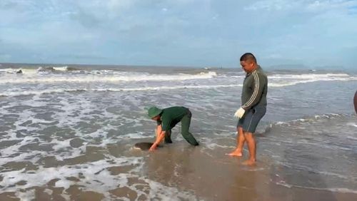 Thả rùa biển về với tự nhiên.