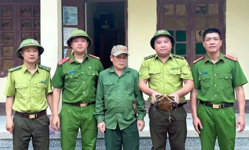 Cơ quan chức năng tiếp nhận cá thể rùa núi viền quý hiếm thả về tự nhiên