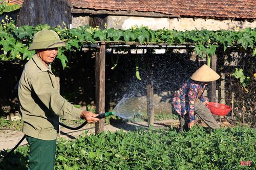 Với sự khuyến khích của chính quyền phường, nhiều hộ dân đã chủ động quy hoạch lại khuôn viên, cải tạo đất và lựa chọn trồng các loại rau màu ngắn ngày phù hợp với điều kiện thổ nhưỡng cũng như nhu cầu của thị trường.