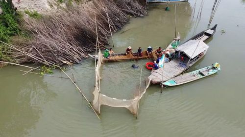 Người dân phường Hồng Ngự (tỉnh Đồng Tháp) dỡ chà để bắt cá, tôm. (Ảnh: Nhựt An/TTXVN)