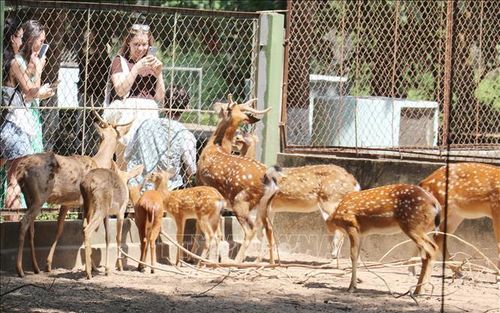 Du khách nước ngoài tham quan mô hình nuôi, bảo tồn giống hươu sao ở điểm du lịch Trại rắn Đồng Tâm, xã Kim Sơn, tỉnh Đồng Tháp.