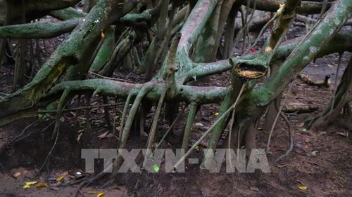 Cây Gừa có thân và rễ như mạng nhện, nhiều lớp đan xen. Ảnh: Nguyễn Hằng – TTXVN