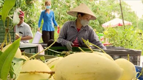 Nông dân khẩn trương chuẩn bị nguồn trái cây chất lượng cao phục vụ du khách tham quan và trải nghiệm. Ảnh: BTC.