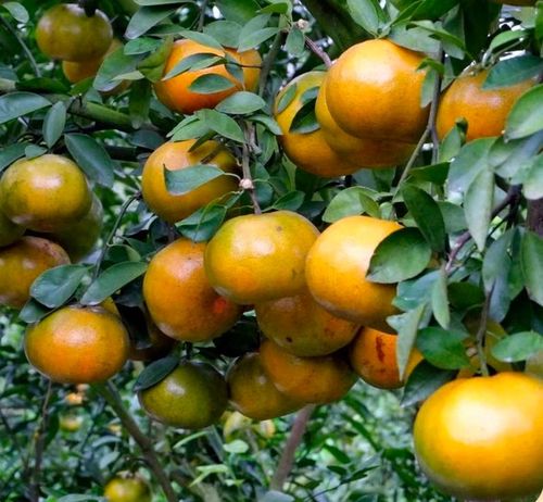 Quýt hồng là một trong những đặc sản trái cây nổi tiếng ở khu vực đồng bằng sông Cửu Long. Ảnh: BTC.