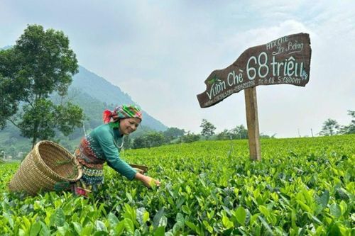 Với tổng diện tích trồng gần 22.400ha, cây chè không chỉ là cây trồng nông nghiệp chủ lực mà còn đang trở thành bệ phóng quan trọng để Thái Nguyên phát triển kinh tế trải nghiệm và du lịch sinh thái.