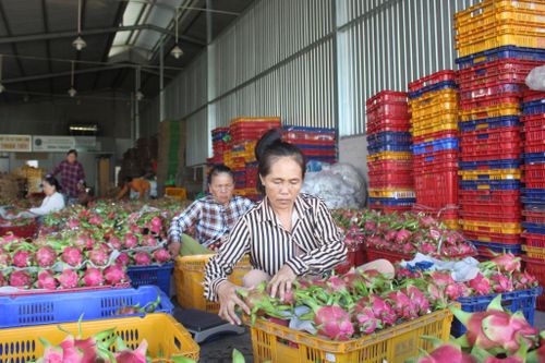 Đóng gói thanh long xuất khẩu tại HTX thanh long Thuận Tiến ở xã Hàm Liêm
