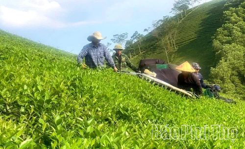 Những đồi chè xanh tốt ở Minh Đài được chăm sóc bằng phân bón hữu cơ, góp phần nâng cao chất lượng sản phẩm.