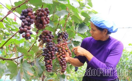 Bà Nguyễn Thị Hương, thôn Đồng Sinh trồng nho Hạ Đen xen rau má dưới gốc phục vụ du lịch trải nghiệm, tạo việc làm cho 5 lao động, giá trị thu nhập từ 150-160 triệu đồng/ha.