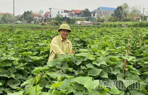 Trồng rau su su tại làng Hà đem lại giá trị gấp 2-3 lần trồng lúa cho người dân.
