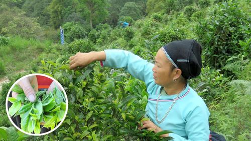 Những búp chè Shan tuyết được thu hái thủ công để giữ chất lượng nguyên liệu trước khi chế biến