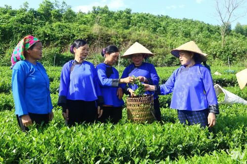 Bà con xã Đồng Hỷ chia sẻ kinh nghiệm sản xuất chè an toàn theo quy trình VietGAP.