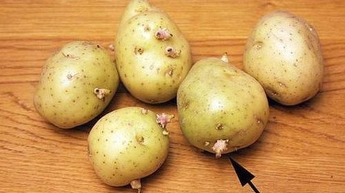 Trong quá trình mọc mầm, khoai tây sản sinh lượng lớn solanine và chaconine. Ảnh minh họa.