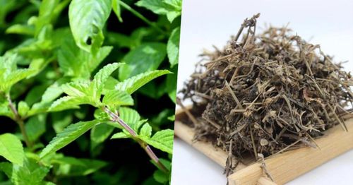 Cây thạch đen là thực phẩm hỗ trợ, không có tác dụng thay thế thuốc điều trị bệnh (Ảnh minh họa)