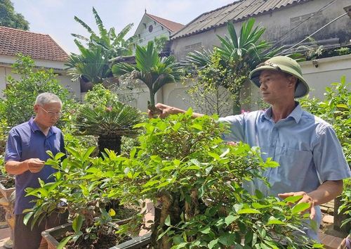 Vườn cây cảnh của gia đình ông Nguyễn Văn Thành ở thôn Duyên Yết góp phần điều hòa nhiệt độ, cải thiện không gian sống. Ảnh: PV