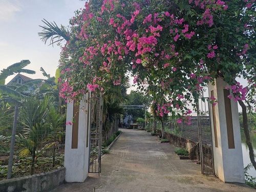Chuyển đổi xanh vườn hộ ở xã Phú Xuyên đang mở ra hướng phát triển mới, góp phần nâng cao chất lượng cuộc sống người dân. Ảnh: PV