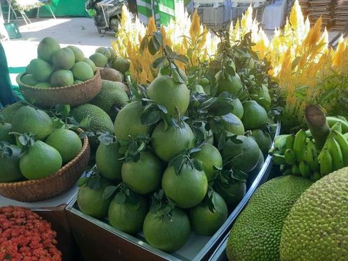 Những vườn bưởi đặc sản là niềm tự hào của người dân cù lao Bạch Đằng.