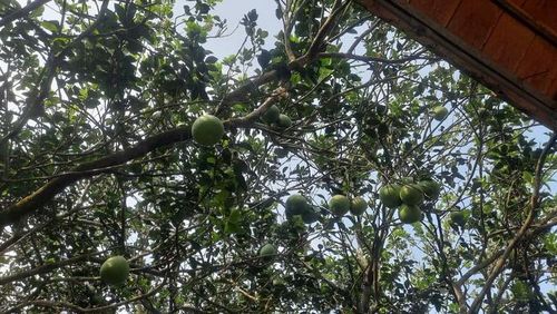 Vùng bưởi hơn 450 ha đang góp phần tạo sinh kế cho hàng trăm hộ dân trên cù lao.
