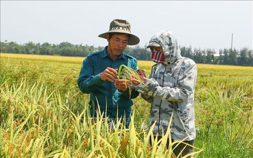 Ông Trịnh Văn Diện, Giám đốc Hợp tác xã Minh Diện, xã Trực Ninh (áo xanh) trao đổi với người dân về năng suất lúa.