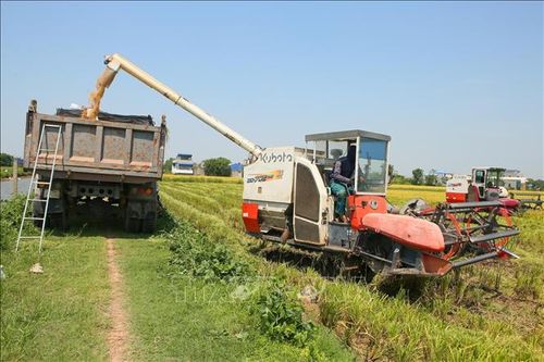 Máy gặt lúa đổ thóc vào xe tải trên cánh đồng lúa xã Trực Ninh.