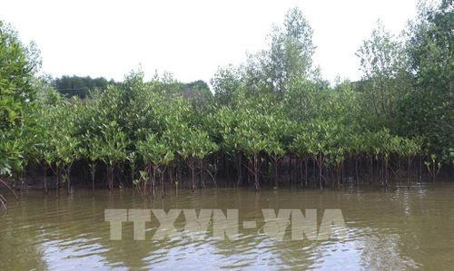 Diện tích rừng ngập mặn được phục hồi sau sạt lở tại các xã ven biển Đông của tỉnh Cà Mau. Ảnh: Tuấn Phi - TTXVN