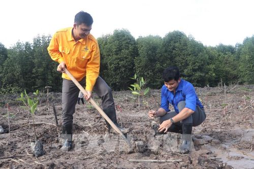 Ngành chức năng tỉnh Cà Mau cùng đoàn viên thanh niên tham gia trồng rừng. Ảnh: Tuấn Phi - TTXVN