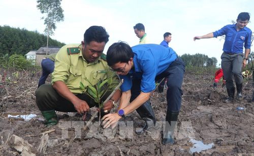 Ngành chức năng tỉnh Cà Mau cùng đoàn viên thanh niên tham gia trồng rừng. Ảnh: Tuấn Phi - TTXVN