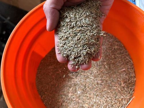 Nông dân Lorne Boundy kiểm tra mẫu cỏ ryegrass – một trong những loại hạt giống cỏ được sử dụng cho các sân vận động phục vụ World Cup 2026 – tại Arborg, tỉnh Manitoba, Canada, ngày 22/5/2026. Ảnh: REUTERS.