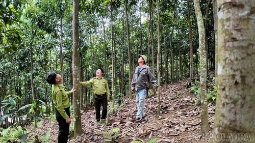 Việc phát triển khoảng 7.000 ha quế đã góp phần phủ xanh đất trống, nâng cao độ che phủ rừng tại xã Châu Quế.