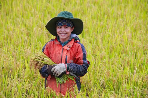 Mùa gặt của đồng bào Vân Kiều, Pa Kô ở miền Tây Quảng Trị - Ảnh: P.T.L