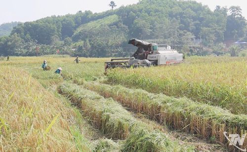 Cánh đồng xóm Bản Đông, xã Hợp Thành, duy trì rất ít nước trong mỗi vụ sản xuất.