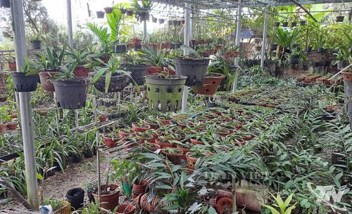 Xóm Trung Thần quanh năm được bao phủ bởi màu xanh của những vườn lan rừng.