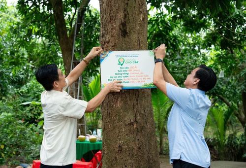 Sở Nông nghiệp và Môi trường tổ chức gắn tuổi cho cây ăn trái lâu năm, cây đầu dòng và vườn cây ăn trái có tuổi đời hàng thập kỷ.