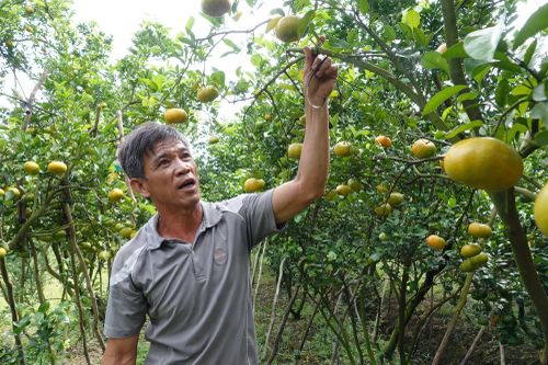 Quýt hồng Lai Vung, trái cây đặc sản của Đồng Tháp.
