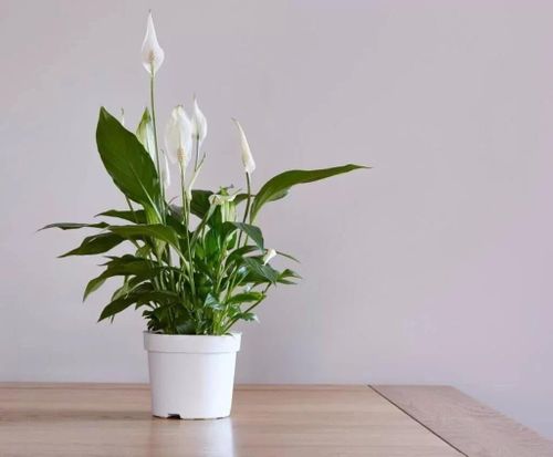Lan ý có khả năng hút ẩm và thanh lọc không khí. (Ảnh: Space T)